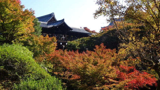 紅葉が始まっているので、空いた時間を利用し、一泊二日の短期で、松阪宿泊、早朝の伊勢神宮詣で、その後近鉄特急で京都へ移動、近鉄や京阪から近い東山のうちいくつかの紅葉名所にしぼって強行軍の紅葉めぐりをしてきた。<br /> 後編では、外国人旅行客でごったがえす、京都東山の東福寺、高台寺、知恩院、八坂神社、円山公園を紹介、紅葉が見事でした。