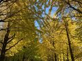 2024年11月　城北中央公園の紅葉