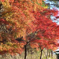静岡県（大洞院、小国神社）愛知県（鳳来寺）の紅葉巡り＆浜松ドロフィーズキャンパス2024年11月
