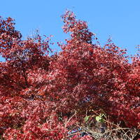 恵那峡で紅葉狩り2024年11月