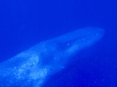 タイさんの旅 インドネシアから東へ 10日目。アタウロ島でシロナガスクジラ・スイミング