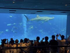 2025年10月　沖縄2日目　オーシャンパークと美ら海水族館からの夕陽を見ながらpizzaで乾杯
