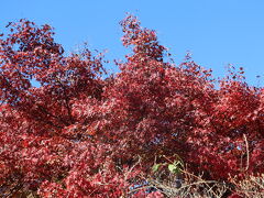 恵那峡で紅葉狩り2024年11月