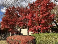 11/29、相模湖紅葉狩りーまだ早かった