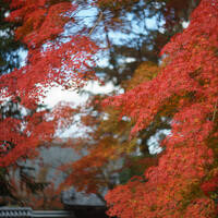２０２４　秋の京都