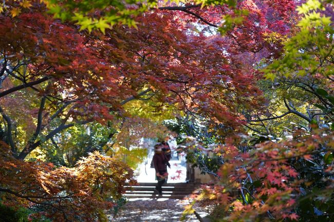 なんとなく暇つぶしに、足立区の紅葉の見所を検索してみました。薬師寺ってぇお寺さんが綺麗らしいのですが…交通機関では行き難いかな。むしろ、ケッタマシンの方が時間かからへんみたい。んじゃ、頑張って漕ぎますか。