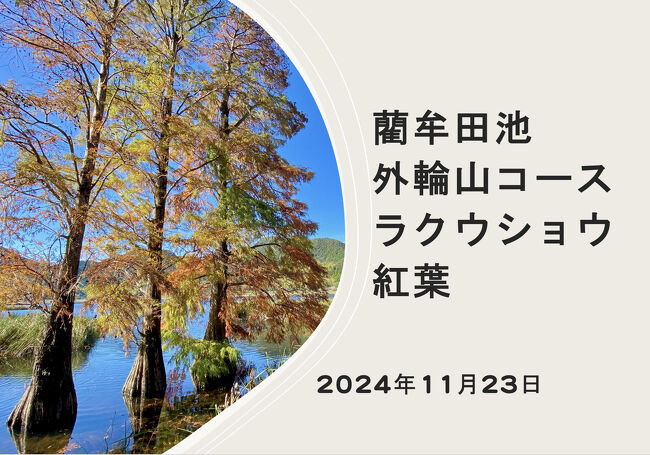 鹿児島県川内市の藺牟田池(いむたいけ)。7つの外輪山に囲まれ約3Kmの遊歩道が整備されており、県民の憩いの場となっています。<br /><br />外輪山をつなぐ登山コースは変化があって楽しめますが、現在は豪雨時の舟見岳斜面崩壊により愛宕山、舟見岳は立入禁止となっています。<br /><br />今回は大学時代の同級生夫妻と昨年結成した前期高齢者登山チームで、山王岳の下まで湖畔を進んでから、YAMAPにはない登山道に入り、山王岳、竜石、交蔓山を経て茶畑の間から湖畔に戻りました。<br /><br />落羽松(ラクウショウ)は紅葉しているもの、落葉しているものがありました。独特のフォルムが好きなのでここ3年は毎年登山がてら見に来ましたが、見頃の時期を見つけるのが難しいですね。今年は夏が長かったので、全般に紅葉が遅れているようでした。<br /><br />動画は9分<br />https://youtu.be/pUVN31IenEg