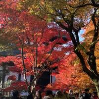 2024年紅葉・京都旅♪