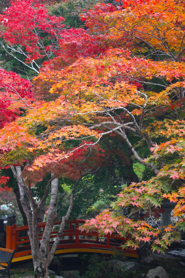 雨天の合間を見て、ごろごろ水の給水のついでに例年より遅かった染まり始めの紅葉を満喫してきました。