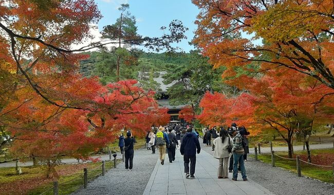 晩秋の京都に行ってみよう。念願の風神雷神にお会いし、南禅寺から朱(あか)く染まったもみじ道を歩いた。夜は和食。京の味を堪能した。
