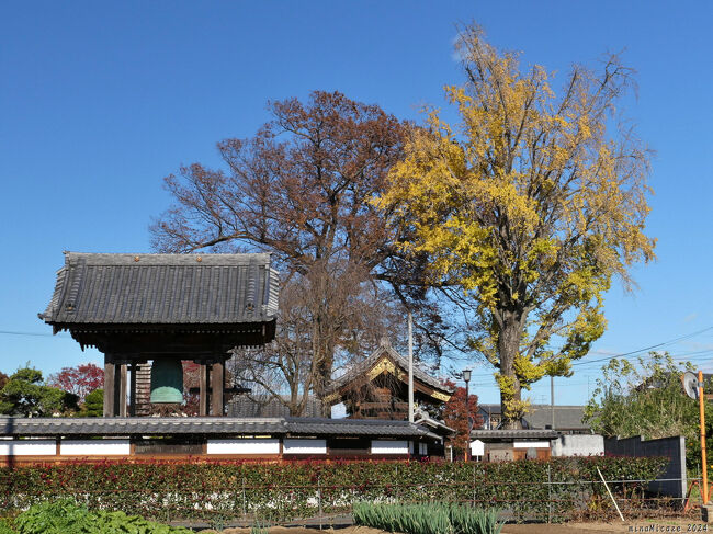 群馬県邑楽町の「恩林寺」へ行ってみました。大イチョウ(町の天然記念物)は綺麗に黄葉してましたが、散り始めていました。境内の紅葉は、少しずつ枯れ始めています。快晴の青空だったので、景色としては綺麗でした。