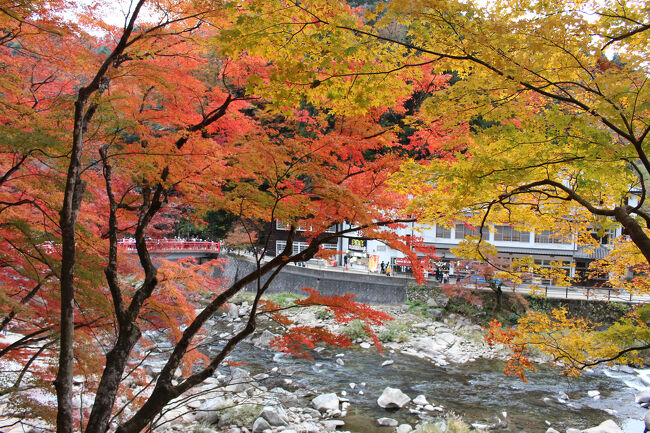 愛知県の紅葉の名所「香嵐渓」を訪れました。例年より色付きが遅れている影響で、12月の上旬でも見頃を迎えていました。<br /><br />