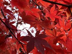 六義園で紅葉狩り