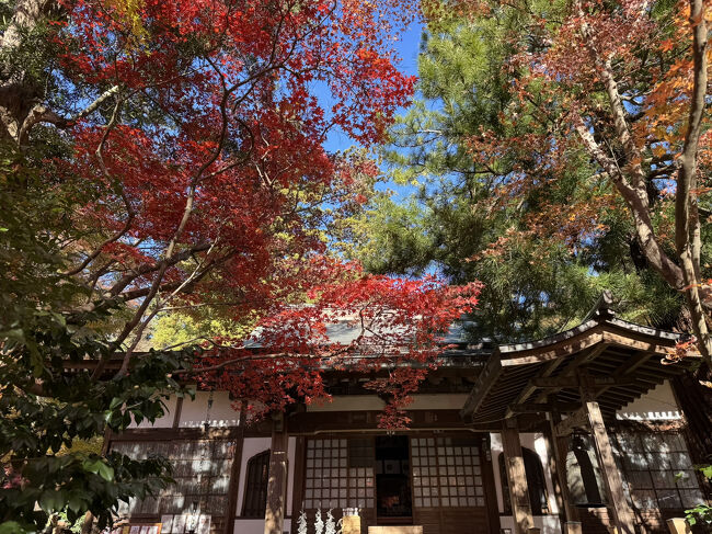 頭の上を真っ赤な紅葉が覆う、鎌倉宮の紅天井を見に、秋の鎌倉へ。<br />紅天井は、まだ半分青く少し残念でしたが、鶴岡八幡宮、鎌倉宮、覚園寺、荏柄天神社と巡って。<br />覚園寺の紅葉が一番きれいでした。
