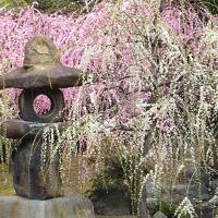 【2023】 京都へ(全国旅行支援割クーポン利用)：城南宮・北野天満宮編