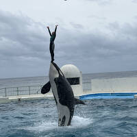 鴨川旅行久しぶりの鴨川シーワールド