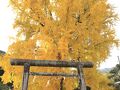 丹生酒殿（にうさかどの）神社の大イチョウ、長田観音（2024年12月5日）