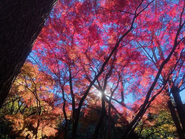4年ぶりに鎌倉の紅葉の名所の獅子舞ヶ谷(ししまいがやつ)に紅葉を見に、鎌倉天園ハイキングコースを歩いてきました。<br /><br />北鎌倉駅から建長寺に入り、半蔵坊という高台のお堂まで行きます。<br />そこから天園ハイキングコースに入り勝上山→十王岩→大平山→天園→獅子舞ヶ谷で紅葉を見て下山<br />そのまま鎌倉宮→荏柄天神→鶴岡八幡宮とまわってきました。<br /><br />建長寺の紅葉は終盤をむかえていましたが、獅子舞ヶ谷の紅葉は天国的に真っ赤に染まっていました。