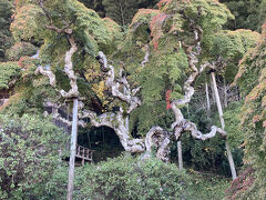 いわき温泉と紅葉・旅ともツアー