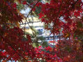 紅葉--東京、多摩川台公園-12月半ばなのに錦秋