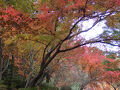名古屋市内の紅葉