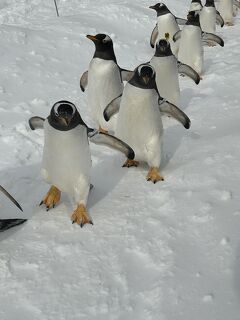 札幌国際スキー場　朝里川温泉ホテル　柳ばし　おたる水族館　雪印メグミルク酪農と乳の歴史館！