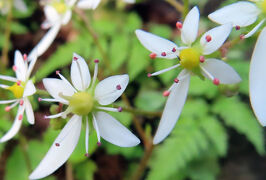 馬場花木園散歩　１１月の花（２２種）２０２４年
