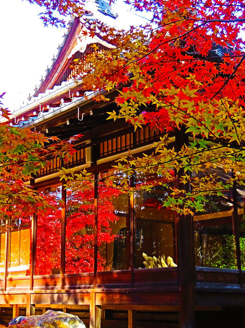 京都錦秋13 天授庵（南禅寺塔頭）紅葉の見頃/賑う 前庭-枯山水