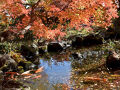 茨城県西 紅葉絶景めぐり こんな素敵な所あったのよ～。