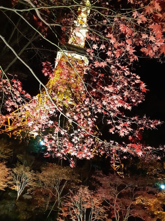 クリスマスの東京タワーを見に行ってきました。