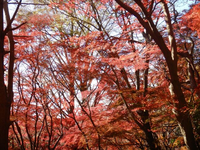 2024年12月15日(日)<br />鎌倉で紅葉散歩した記録です。<br /><br />行程<br />鎌倉駅ーバスー鎌倉宮ー永福寺跡ー獅子舞谷ー大平山ー半僧坊ー建長寺ー北鎌倉駅<br /><br />例年より遅い週末ですが、まだ紅葉を楽しめました。<br />今回は珍しく建長寺にも参拝し、知的好奇心も満たせて<br />良い散歩になりました。<br /><br />