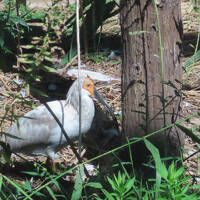佐渡で朱鷺を見たいなあ　４‐宿根木編
