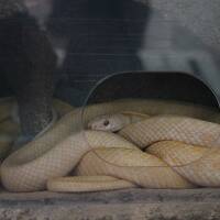 山口2日目　龍蔵寺と錦帯橋　