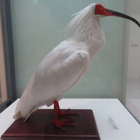 佐渡で朱鷺を見たいなあ　5‐宿根木～朱鷺保護センター編