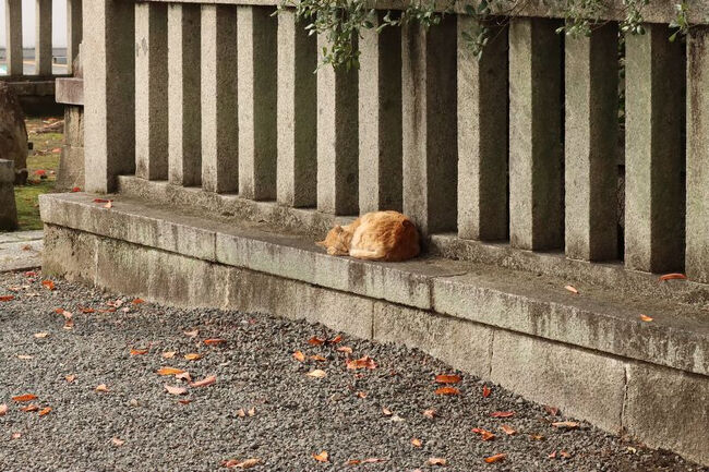 恒例の古本まつりに行ってきました。<br /><br />その後、十念寺と本満寺に少し立ち寄ってきました。