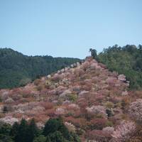 2014年 桜を追って3泊4日、造幣局の通り抜け、有馬温泉、吉野、湯の山温泉へ