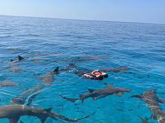 あえてバックパッカーとしてモルディブで過ごそう③～サメ・イルカ・クジラ・エイ・沈没船・砂州に行く♪～