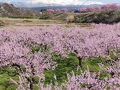松ヶ岡開墾場と楯山公園の桜祭り