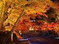 大阪・勝尾寺の紅葉と京都の紅葉（清水寺、仁和寺ライトアップ）に行ってみました。