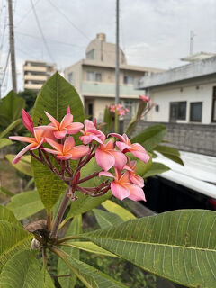 2024年11月・結婚記念日は沖縄恩納村で　その１