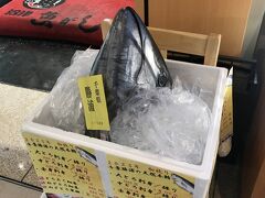 2025お正月・初競り本マグロ頂きました。お猿のリキちゃんの猿まわし