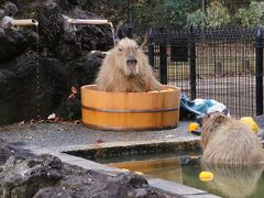 2024年度最後の埼玉こども動物自然公園（後）地上に降りたハナビちゃん～カピバラはゆず湯でいい風呂～最後に再びナマケモノとハイラックスベビー