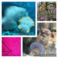 2025年　そんなつもりじゃなかったのに…ひとり旅２　豊洲チームラボからの伊豆下田、帰りはサフィール踊り子で