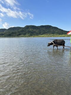 2025年ふらっと八重山諸島の旅② 西表島観光