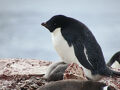 2024-2025　南極クルーズ（2/4）　ペンギンを山ほど見た日