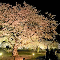 京都花見旅　一日目