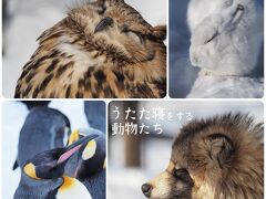 【1】再訪♪冬の旭川でほっこり旅☆北海道：旭川市２日間