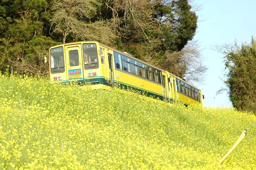 南房総で明治から昭和初期に活躍した大八車