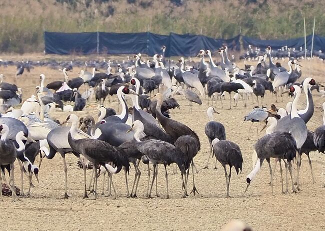 国内最大級のツル越冬地 鹿児島県出水市<br />「特別天然記念物ツル観測と日本一の大鈴が奉られる箱崎八幡神社」を巡る 第一観光(株)の日帰りバスツアーに参加しました<br /><br />博多駅 8:30出発<br /> ↓<br />漁亭いわし茶屋 (昼食)<br /> ↓<br />出水酒造 (薩摩芋焼酎の工場見学と試飲)<br /> ↓<br />出水市ツル観察センター<br /> ↓<br />JA鹿児島いずみ<br /> ↓<br />箱崎八幡神社<br /> ↓<br />博多駅 20:05帰着