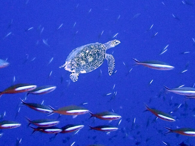 タイさんの旅 インドネシアから東へ20日目 バンダネイラ ハッタ島4日目。島の東側でシュノーケリング